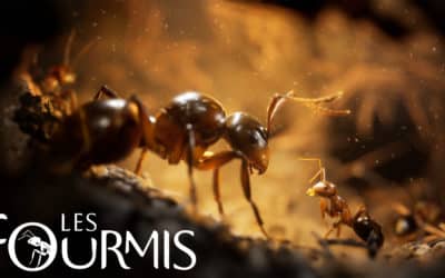 Première bande annonce pour Les Fourmis